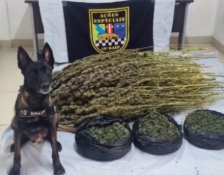 Mulher � presa por cultivar 106 p�s de maconha em casa dentro de estufa