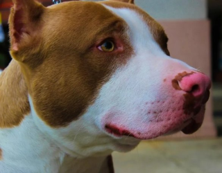 Homem quebra casa dos pais e usa pitbull para atacar policiais em MT